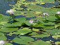 Waterlily tropical_2